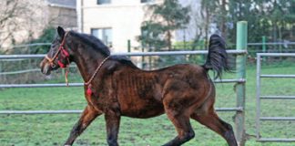 The Finke Report: Last Chance To See