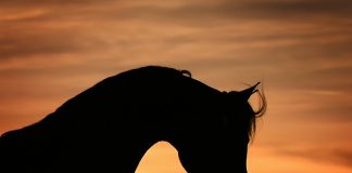 The Incredible Sultan Al Zobara