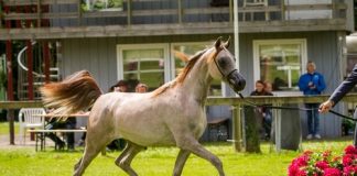 The Nordic Open International