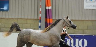 The Norfolk and Suffolk Arabian Horse Group Annual Show