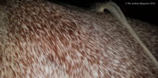 The peaceful beauty of the mare barn…