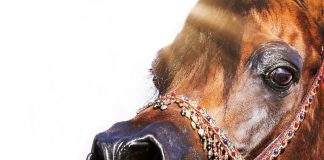 The Stallions of Gemini Acres Equine: Breeding the Next Generation