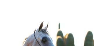 The Star of the Future: Wortex Kalliste