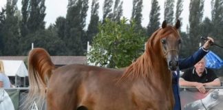 The Story of Skipinzski – Skippy the Foal Determined to Live