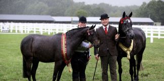 The UK In-hand Awards