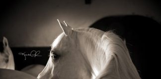 Three greats leave the world of the Arabian horse